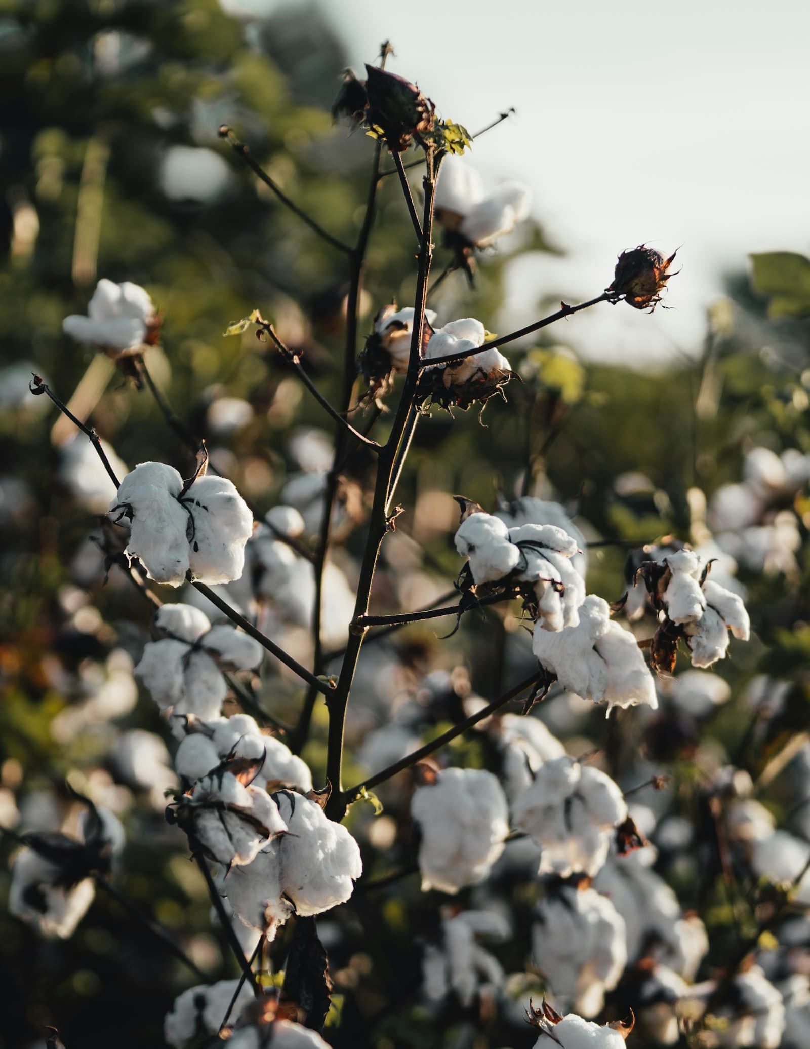 Natural fibres, traceable to the farm